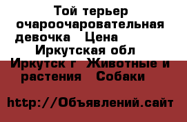 Той-терьер очароочаровательная девочка › Цена ­ 3 000 - Иркутская обл., Иркутск г. Животные и растения » Собаки   